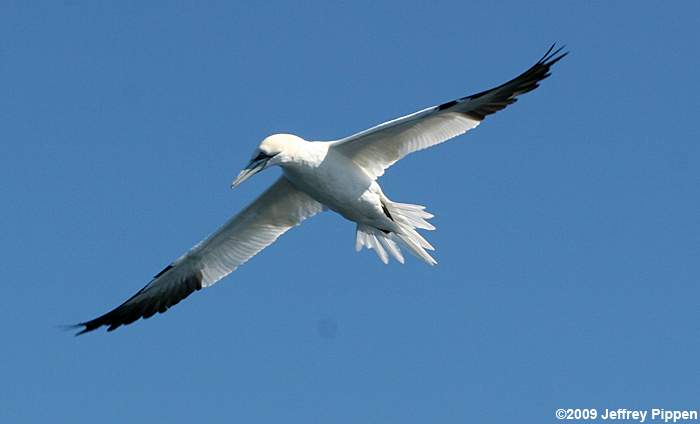 Northern Gannet (Morus bassanus)
