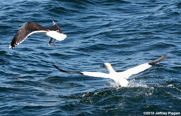 Northern Gannet (Morus bassanus)