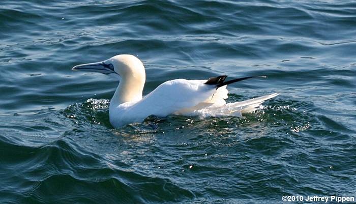 Northern Gannet (Morus bassanus)