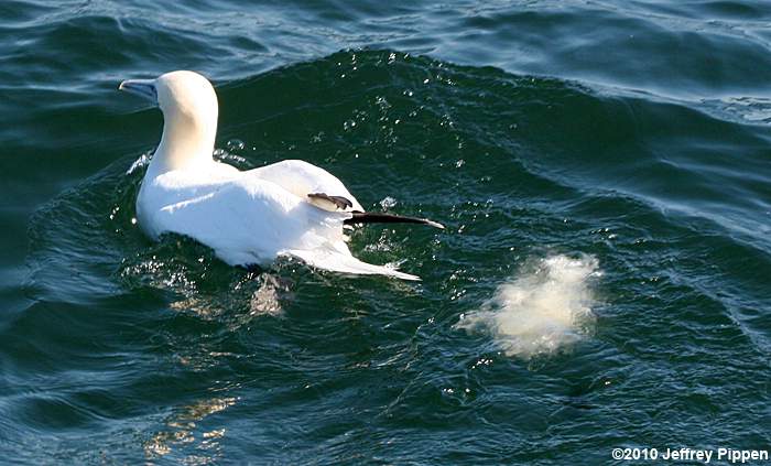 Northern Gannet (Morus bassanus)