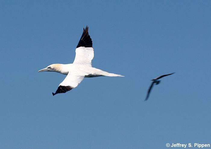Northern Gannet (Morus bassanus)