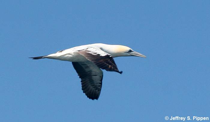 Northern Gannet (Morus bassanus)