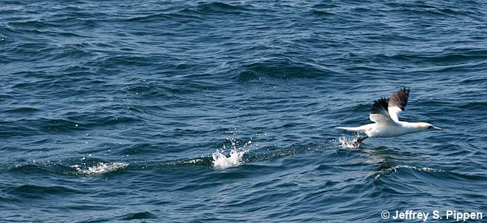 Northern Gannet (Morus bassanus)