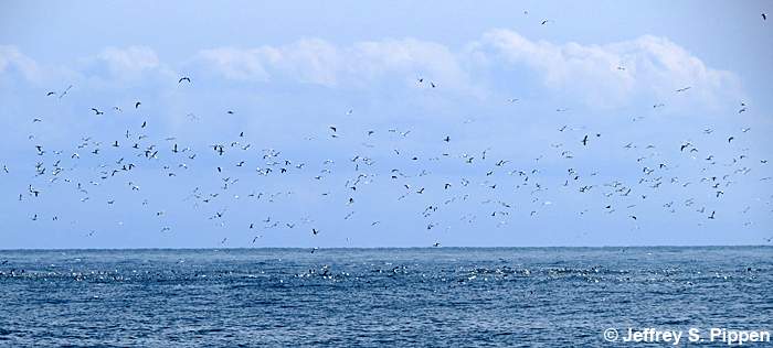 Northern Gannet (Morus bassanus)
