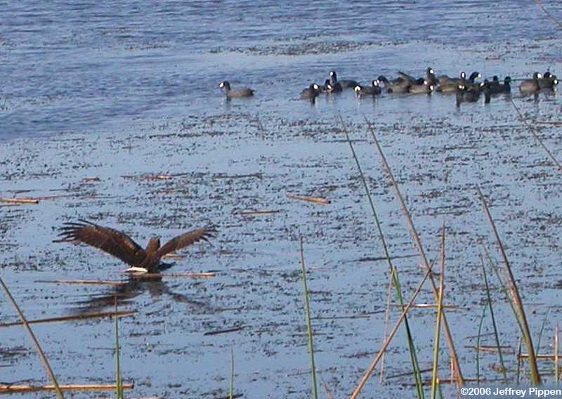 Northern Harrier (Circus cyaneus)
