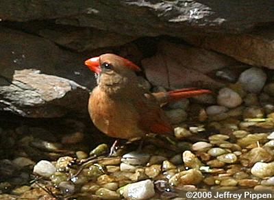 Northern Cardinal(Cardinalis cardinalis)