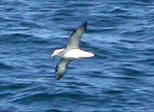 Northern Fulmar (Fulmarus glacialis)