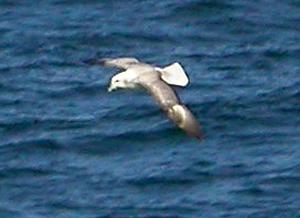 Northern Fulmar (Fulmarus glacialis)