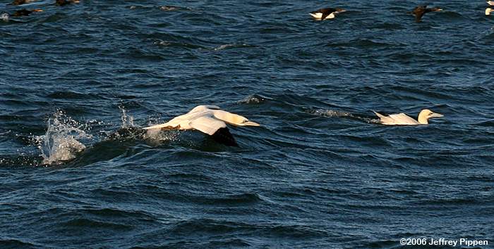 Northern Gannet (Morus bassanus)