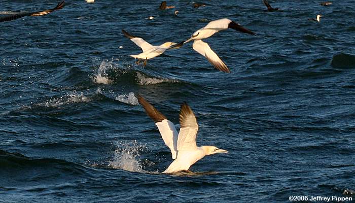 Northern Gannet (Morus bassanus)