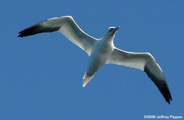 Northern Gannet (Morus bassanus)