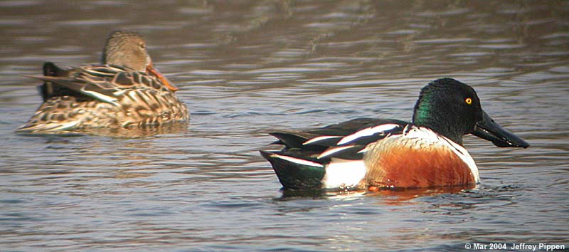 Northern Shoveler (Anas clypeata)