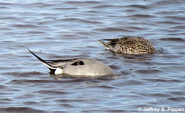 Northern Pintail (Anas acuta)