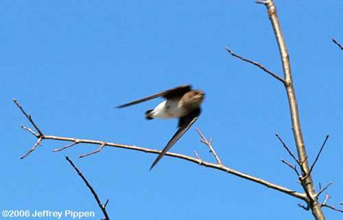 Northern Rough-winged Swallow (Stelgideropteryx serripennis)