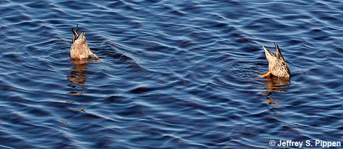 Northern Shoveler (Anas clypeata)