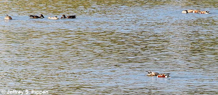 Northern Shoveler (Anas clypeata)