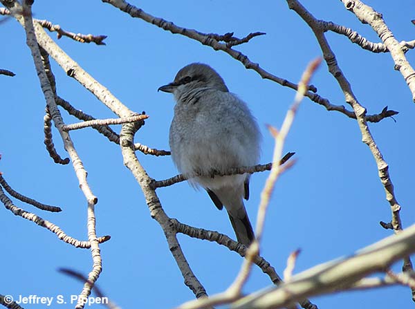 Northern Shrike (Lanius excubitor)