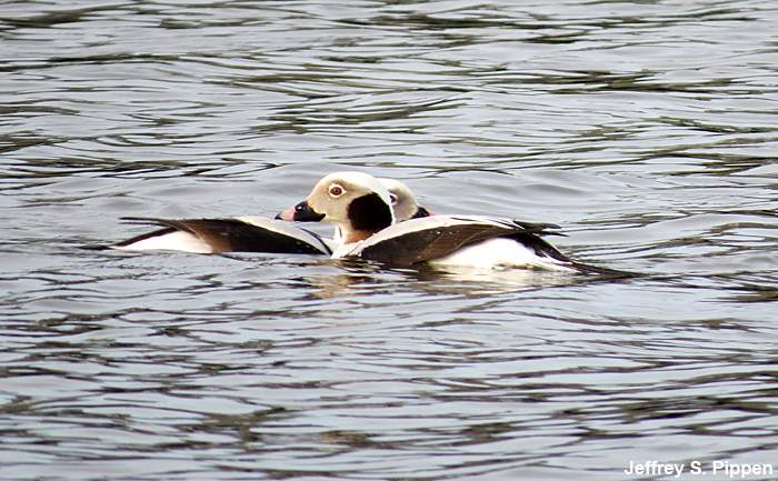 Long-tailed Duck (Clangula hyemalis)