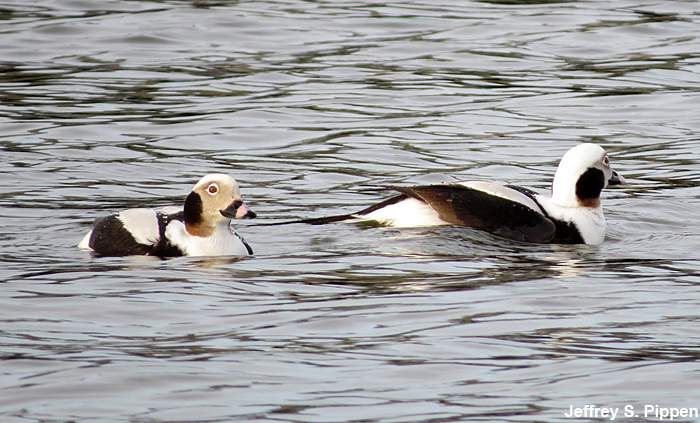 Long-tailed Duck (Clangula hyemalis)