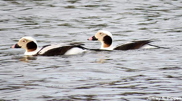 Long-tailed Duck (Clangula hyemalis)