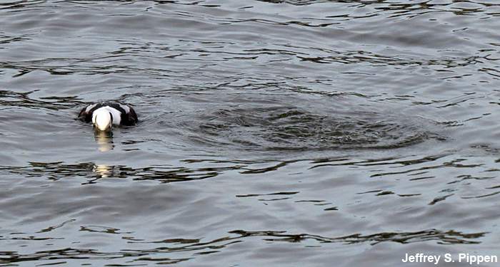 Long-tailed Duck (Clangula hyemalis)