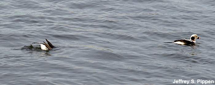 Long-tailed Duck (Clangula hyemalis)