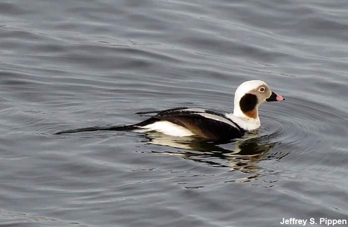 Long-tailed Duck (Clangula hyemalis)