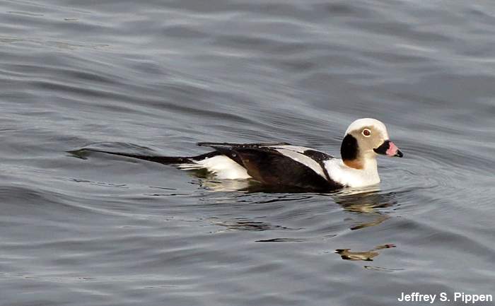 Long-tailed Duck (Clangula hyemalis)