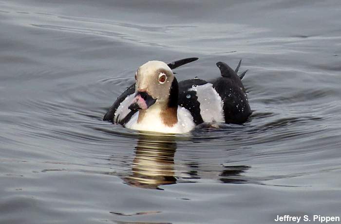 Long-tailed Duck (Clangula hyemalis)