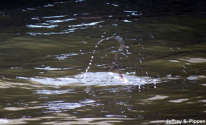 Long-tailed Duck (Clangula hyemalis)