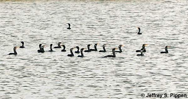 Neotropic Cormorant (Phalacrocorax brasilianus)