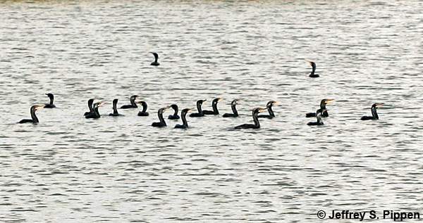 Neotropic Cormorant (Phalacrocorax brasilianus)