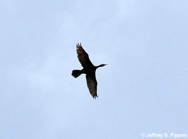 Neotropic Cormorant (Phalacrocorax brasilianus)