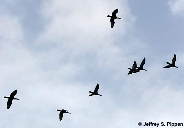 Neotropic Cormorant (Phalacrocorax brasilianus)