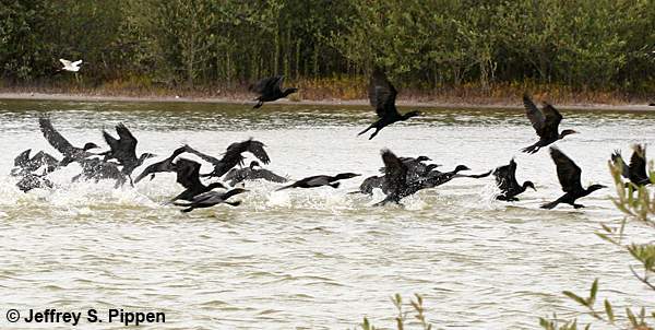 Neotropic Cormorant (Phalacrocorax brasilianus)