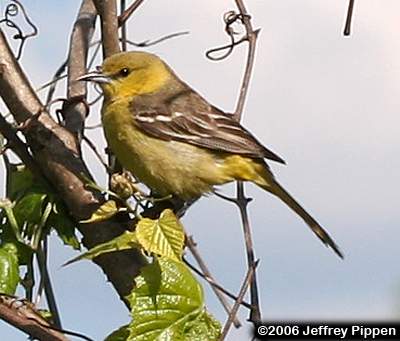 Orchard Oriole (Icterus spurius)