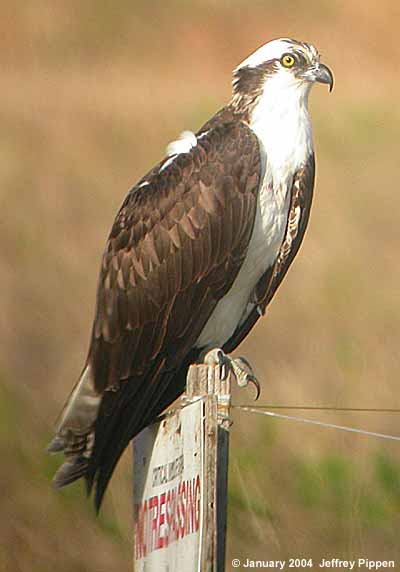 Osprey (Pandion haliaetus)