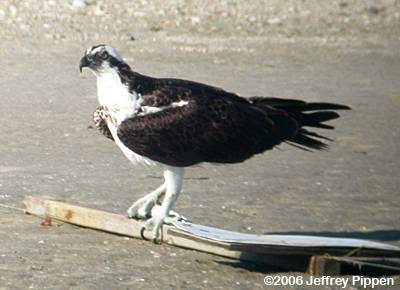 Osprey (Pandion haliaetus)