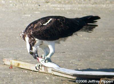 Osprey (Pandion haliaetus)