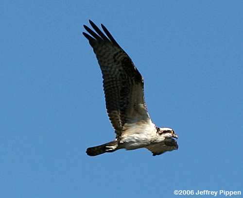 Osprey (Pandion haliaetus)