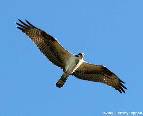 Osprey (Pandion haliaetus)