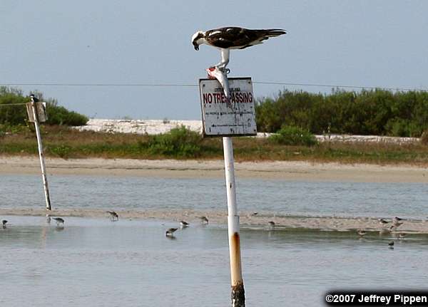 Osprey (Pandion haliaetus)