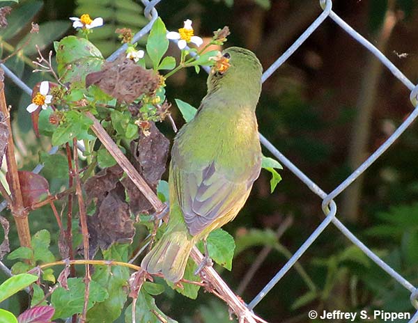 Painted Bunting (Passerina ciris)