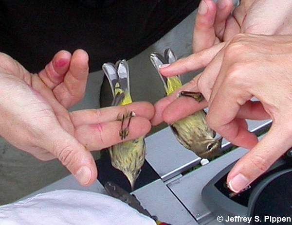 Palm Warbler (Setophaga palmarum)