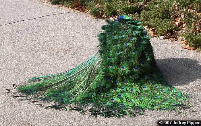 Peacock