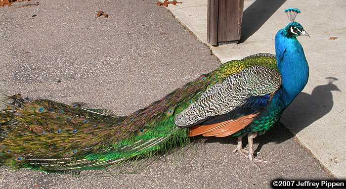 Peacock