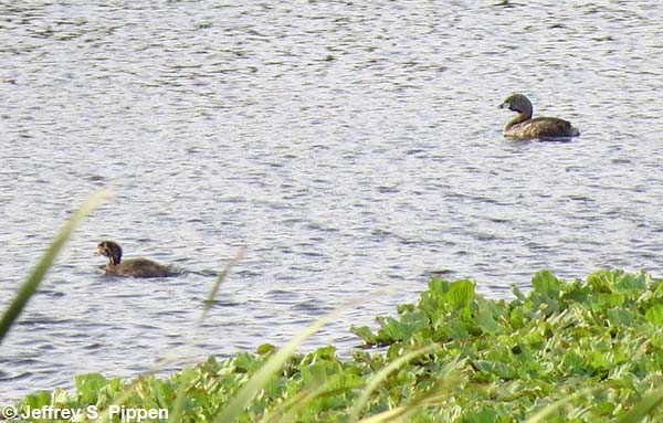 Pied-billed Grebe (Podilymbus podiceps)