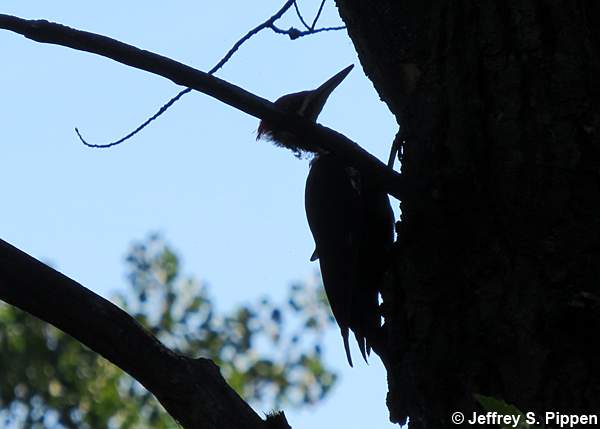 Pileated Woodpecker (Dryocopus pileatus)