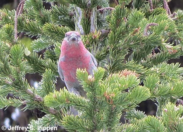 Pine Grosbeak (Pinicola enucleator)
