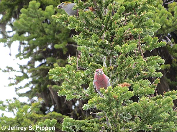 Pine Grosbeak (Pinicola enucleator)
